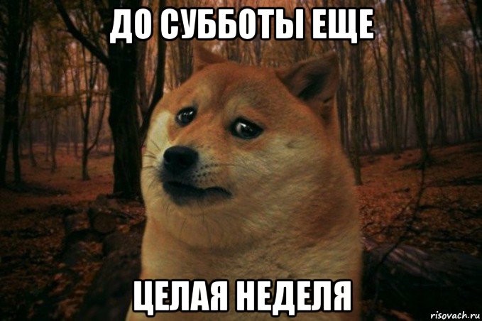 до субботы еще целая неделя, Мем SAD DOGE