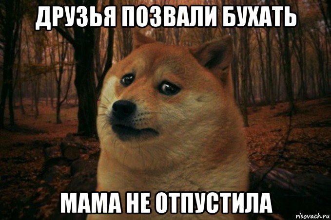 друзья позвали бухать мама не отпустила, Мем SAD DOGE