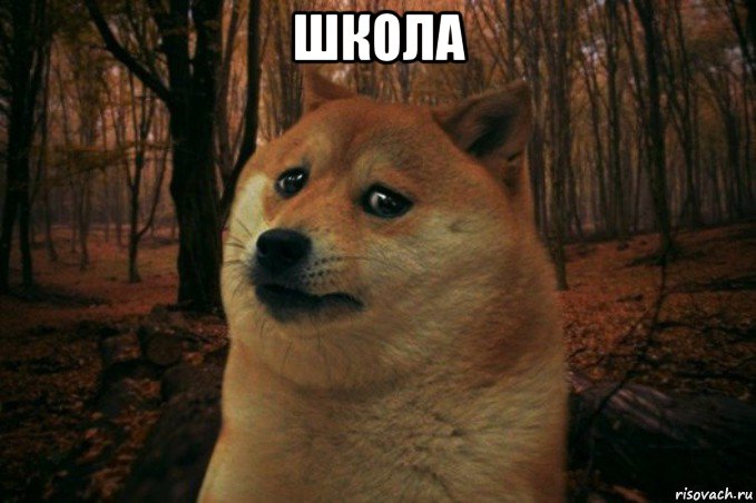 школа , Мем SAD DOGE