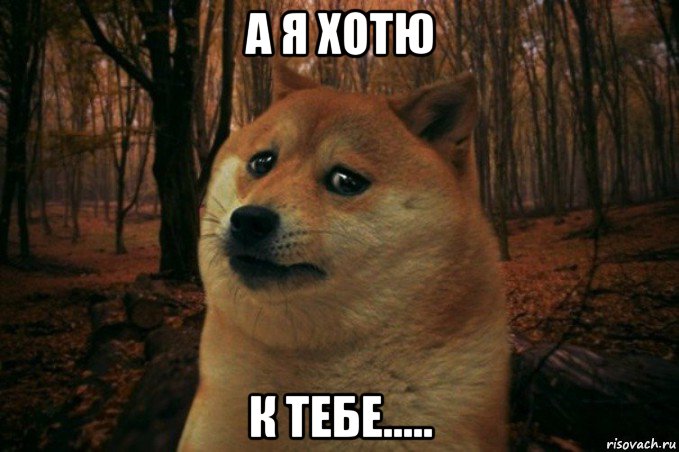 а я хотю к тебе....., Мем SAD DOGE