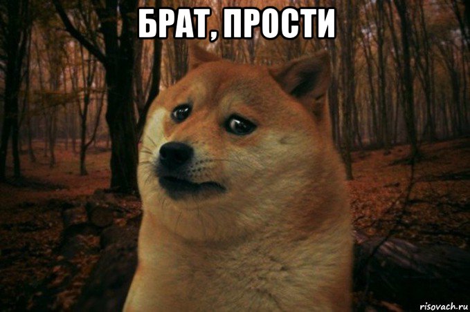 брат, прости , Мем SAD DOGE