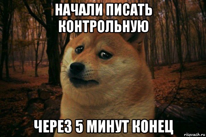 начали писать контрольную через 5 минут конец, Мем SAD DOGE