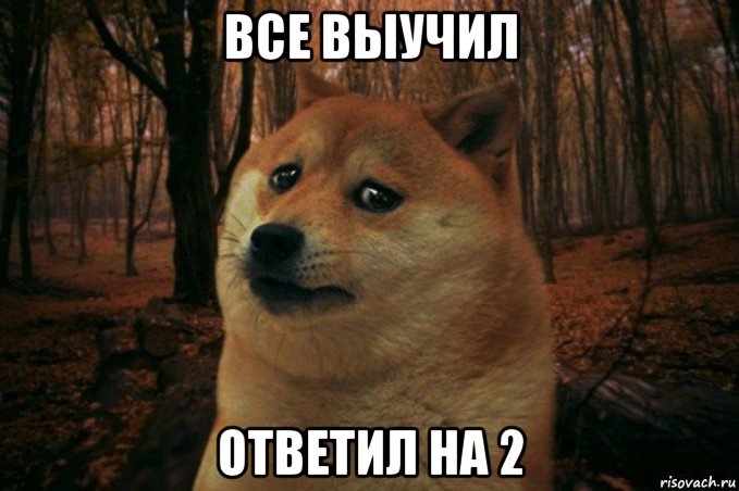 все выучил ответил на 2, Мем SAD DOGE