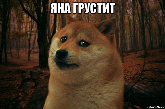 яна грустит , Мем SAD DOGE