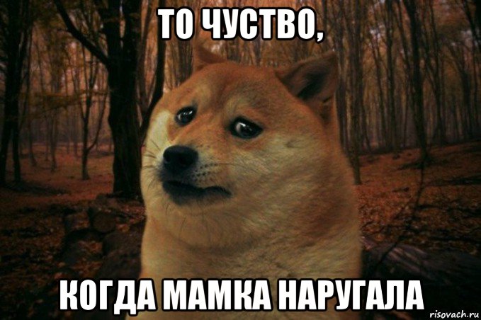 то чуство, когда мамка наругала, Мем SAD DOGE