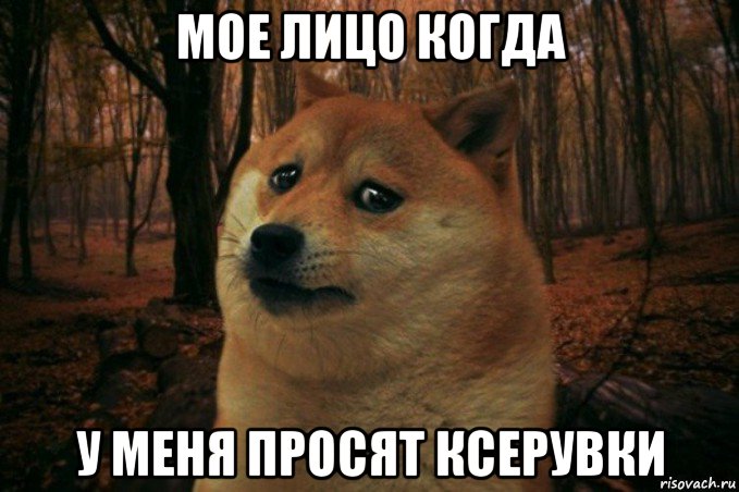 мое лицо когда у меня просят ксерувки, Мем SAD DOGE