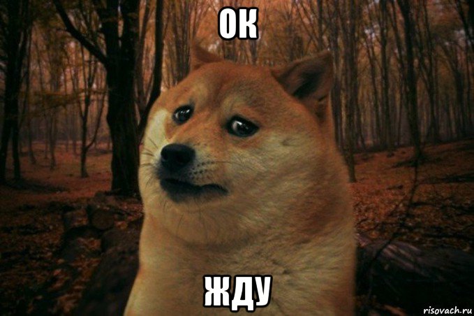 ок жду, Мем SAD DOGE