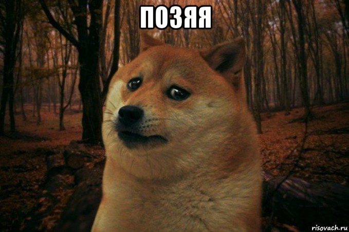 позяя , Мем SAD DOGE