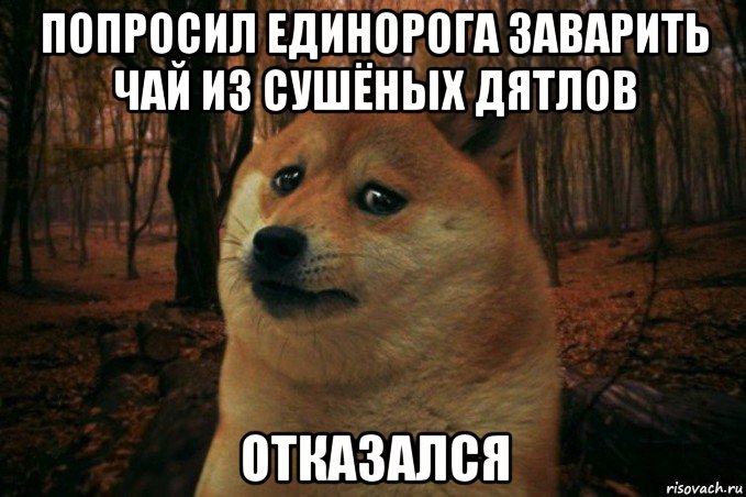 попросил единорога заварить чай из сушёных дятлов отказался, Мем SAD DOGE