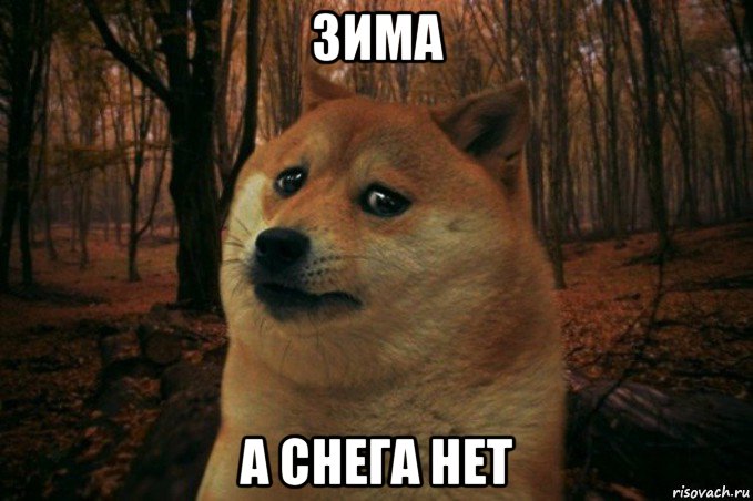 зима а снега нет, Мем SAD DOGE