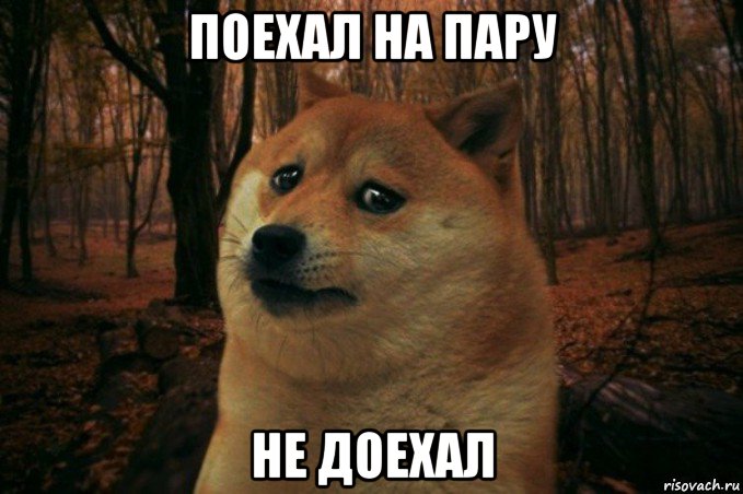 поехал на пару не доехал, Мем SAD DOGE