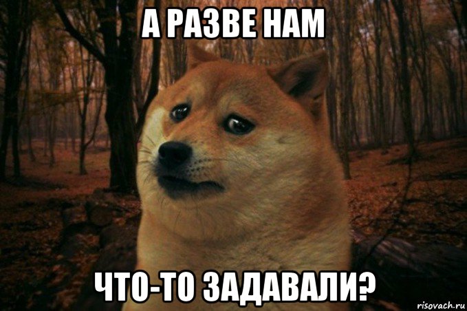 а разве нам что-то задавали?, Мем SAD DOGE