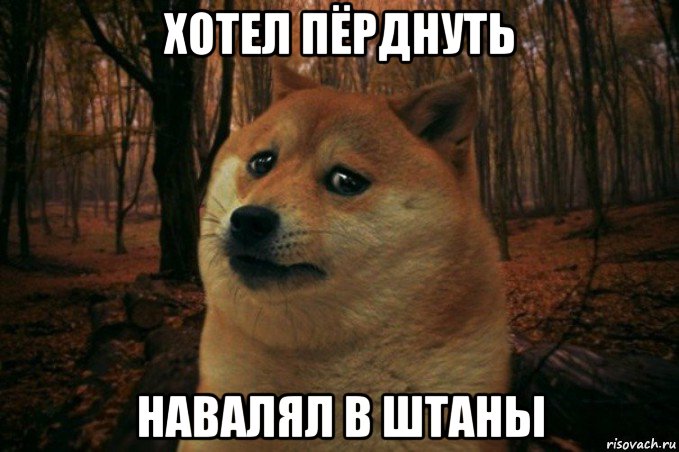 хотел пёрднуть навалял в штаны, Мем SAD DOGE