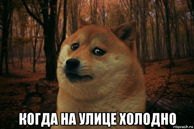  когда на улице холодно, Мем SAD DOGE