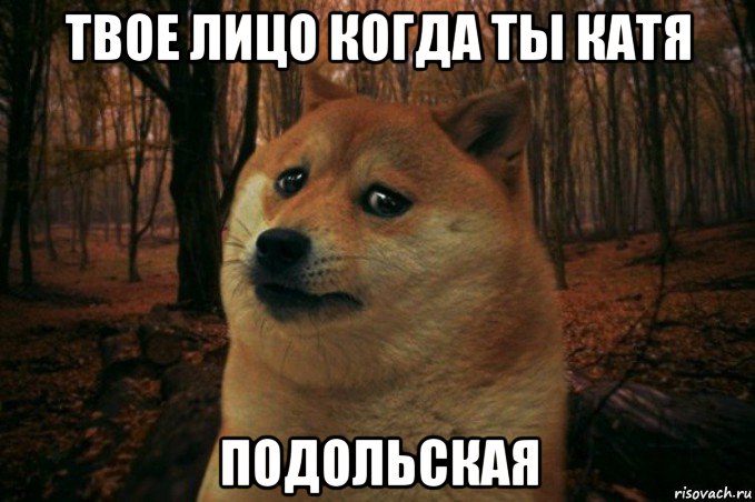 твое лицо когда ты катя подольская, Мем SAD DOGE