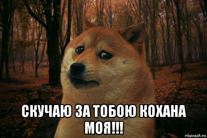  скучаю за тобою кохана моя!!!, Мем SAD DOGE