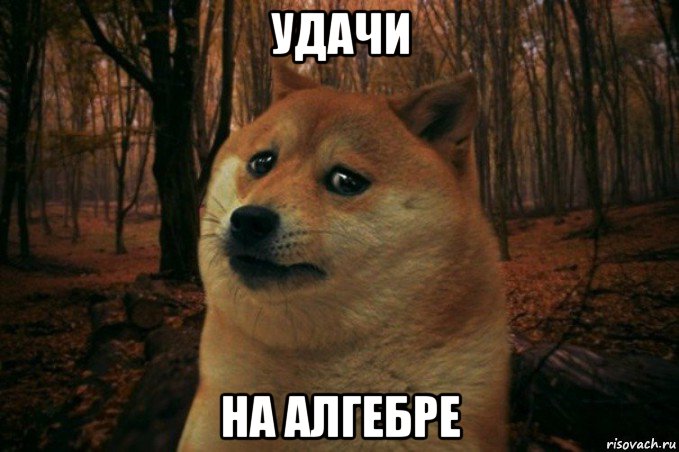 удачи на алгебре, Мем SAD DOGE