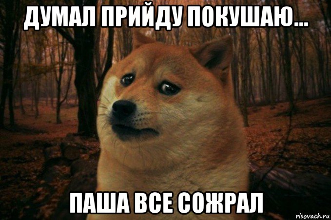 думал прийду покушаю... паша все сожрал, Мем SAD DOGE