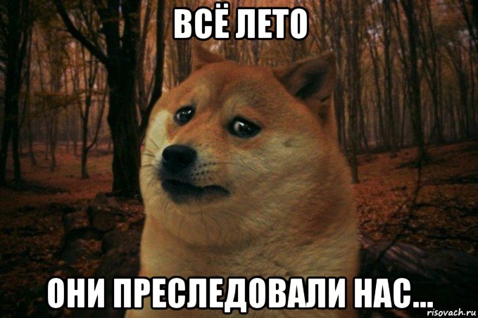 всё лето они преследовали нас..., Мем SAD DOGE