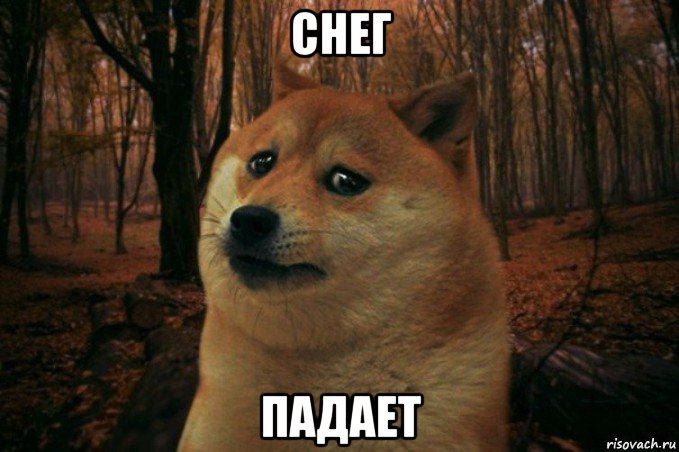 снег падает, Мем SAD DOGE