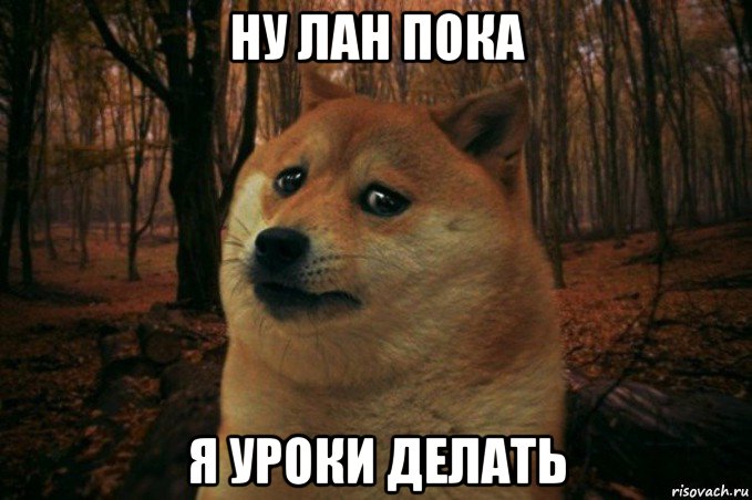 ну лан пока я уроки делать, Мем SAD DOGE