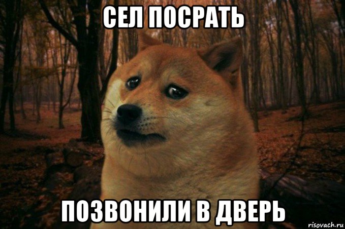 сел посрать позвонили в дверь, Мем SAD DOGE