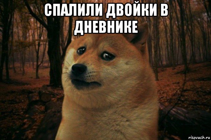 спалили двойки в дневнике , Мем SAD DOGE