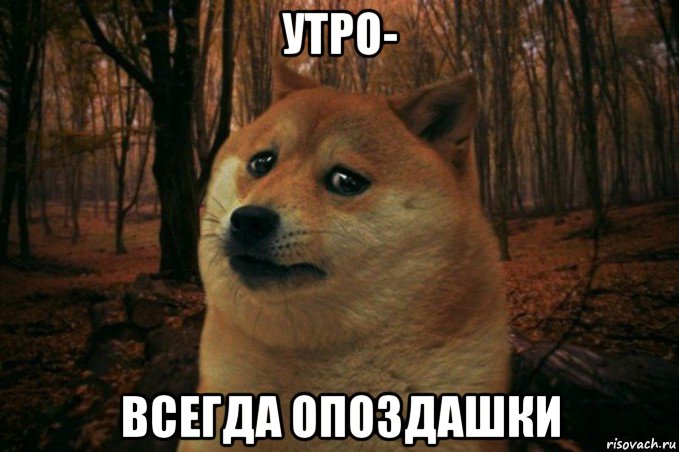 утро- всегда опоздашки, Мем SAD DOGE