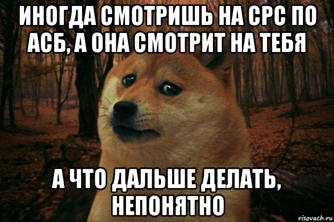 иногда смотришь на срс по асб, а она смотрит на тебя а что дальше делать, непонятно, Мем SAD DOGE