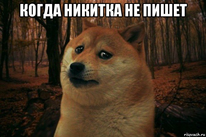 когда никитка не пишет , Мем SAD DOGE