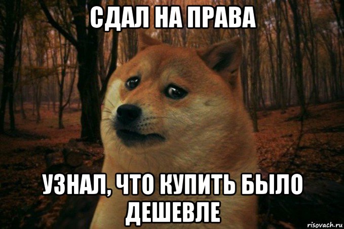 сдал на права узнал, что купить было дешевле, Мем SAD DOGE