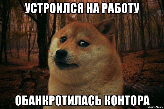 устроился на работу обанкротилась контора, Мем SAD DOGE