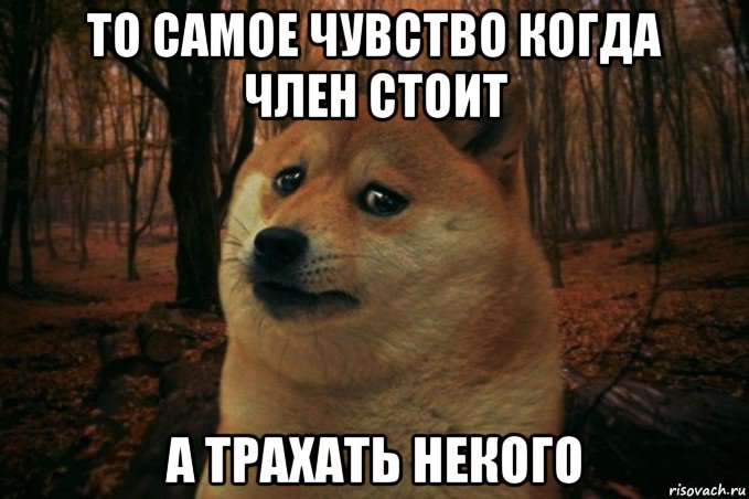 то самое чувство когда член стоит а трахать некого, Мем SAD DOGE