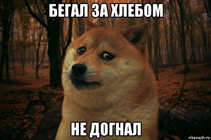 бегал за хлебом не догнал, Мем SAD DOGE