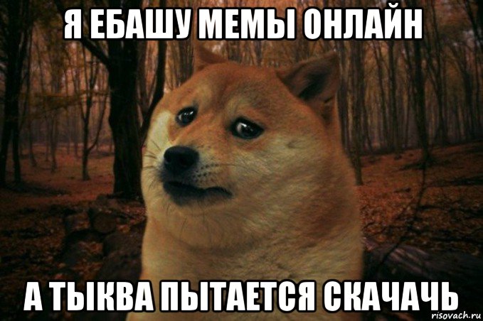 я ебашу мемы онлайн а тыква пытается скачачь, Мем SAD DOGE