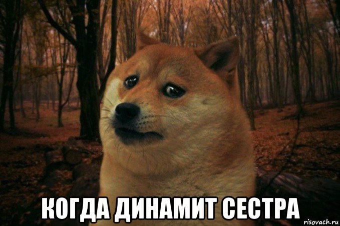  когда динамит сестра, Мем SAD DOGE