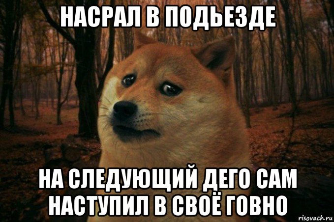 насрал в подьезде на следующий дего сам наступил в своё говно, Мем SAD DOGE