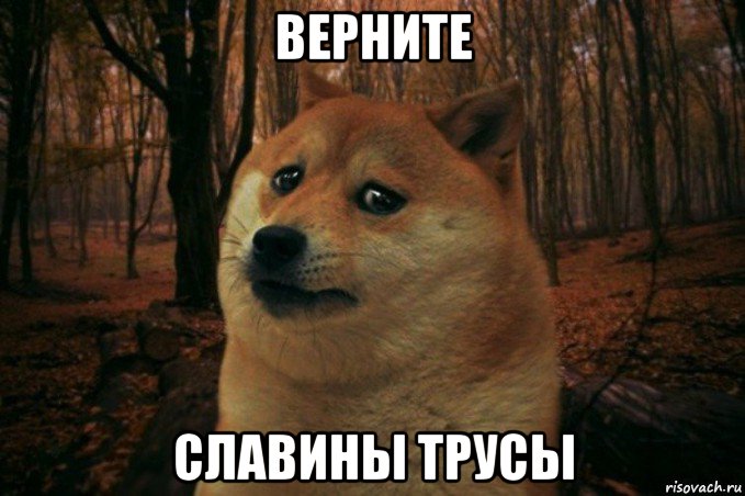 верните славины трусы, Мем SAD DOGE