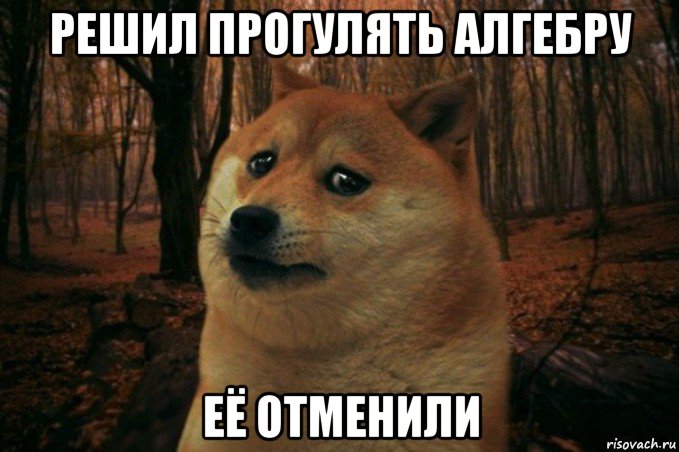 решил прогулять алгебру её отменили, Мем SAD DOGE