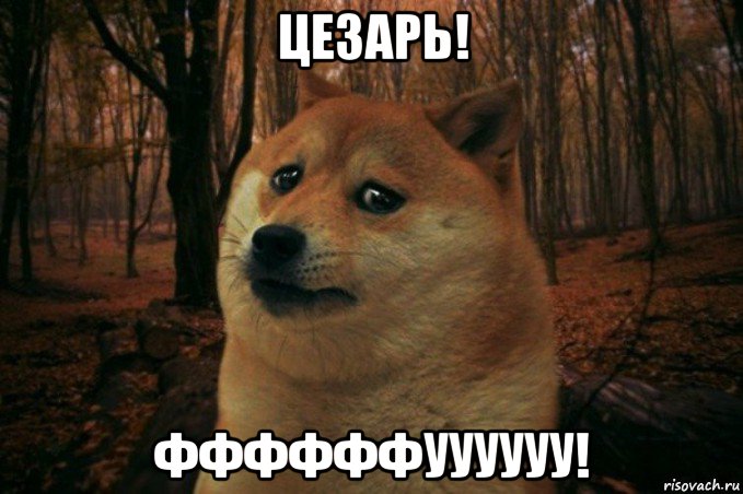 цезарь! ффффффуууууу!, Мем SAD DOGE