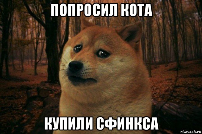 попросил кота купили сфинкса, Мем SAD DOGE