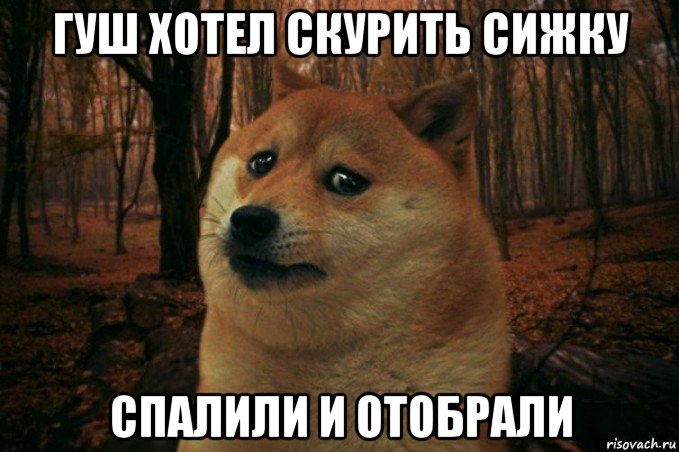 гуш хотел скурить сижку спалили и отобрали, Мем SAD DOGE