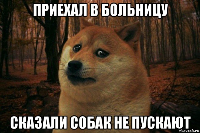 приехал в больницу сказали собак не пускают, Мем SAD DOGE