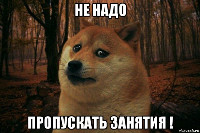 не надо пропускать занятия !, Мем SAD DOGE