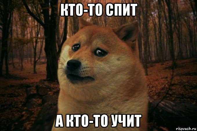 кто-то спит а кто-то учит, Мем SAD DOGE