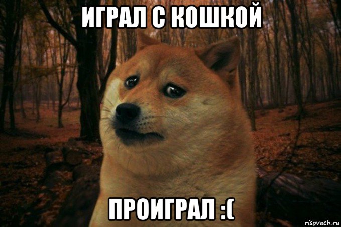 играл с кошкой проиграл :(, Мем SAD DOGE