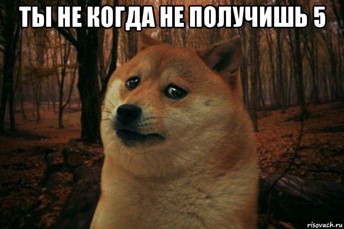 ты не когда не получишь 5 , Мем SAD DOGE