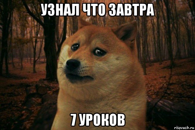 узнал что завтра 7 уроков, Мем SAD DOGE