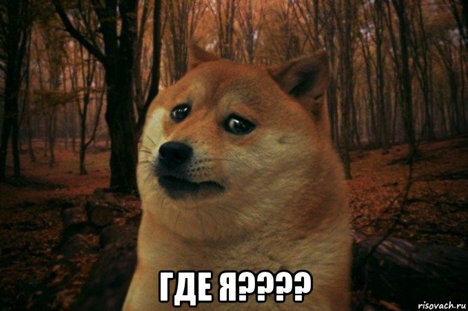  где я????, Мем SAD DOGE