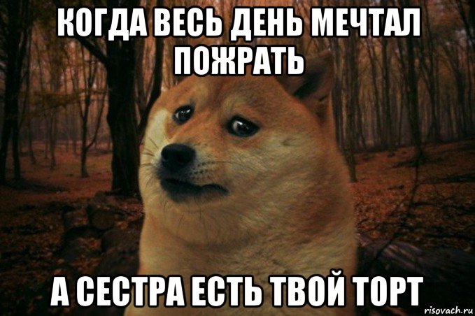 когда весь день мечтал пожрать а сестра есть твой торт, Мем SAD DOGE